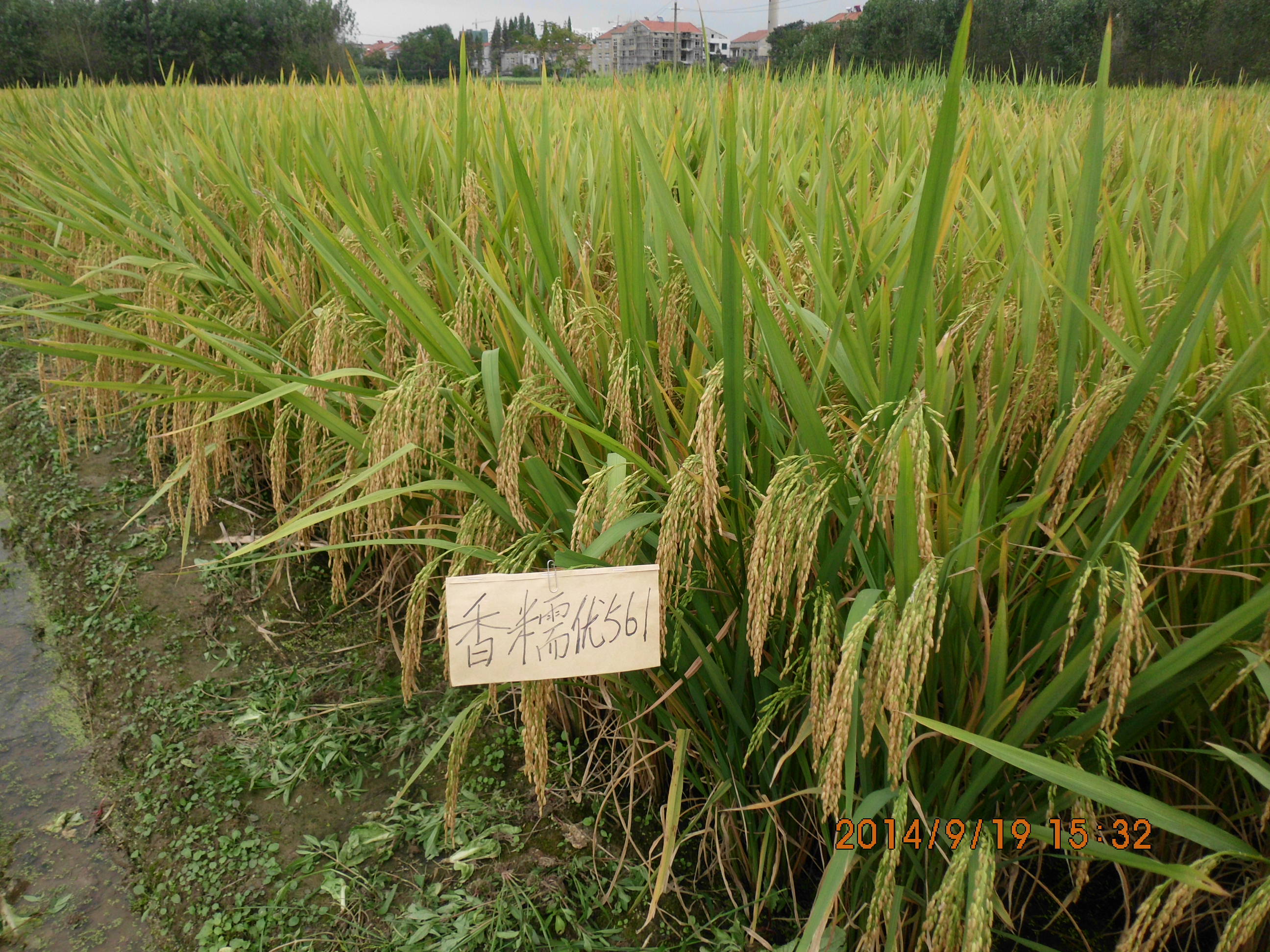 雜交糯稻香糯優(yōu)561于2014年9月通過省品審會專家組現(xiàn)場考察.JPG