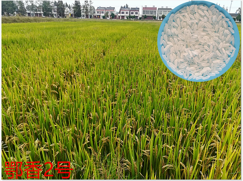 7dcbf4ca2a09cd5336c44a7487奧術(shù)大師大a164a_副本.png