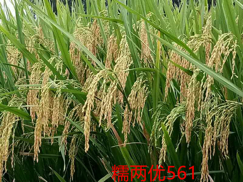 7dcbf4ca2a09cd5336c44a7487奧術(shù)大師大a164a_副本.png