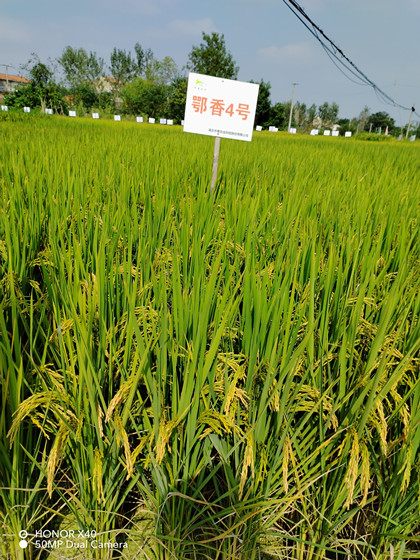 8鄂香4號（一期）.jpg
