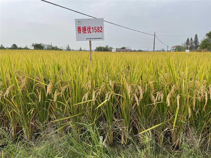香粳優(yōu)1582_副本.jpg