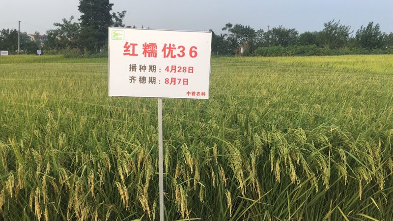紅糯優(yōu)36.jpg
