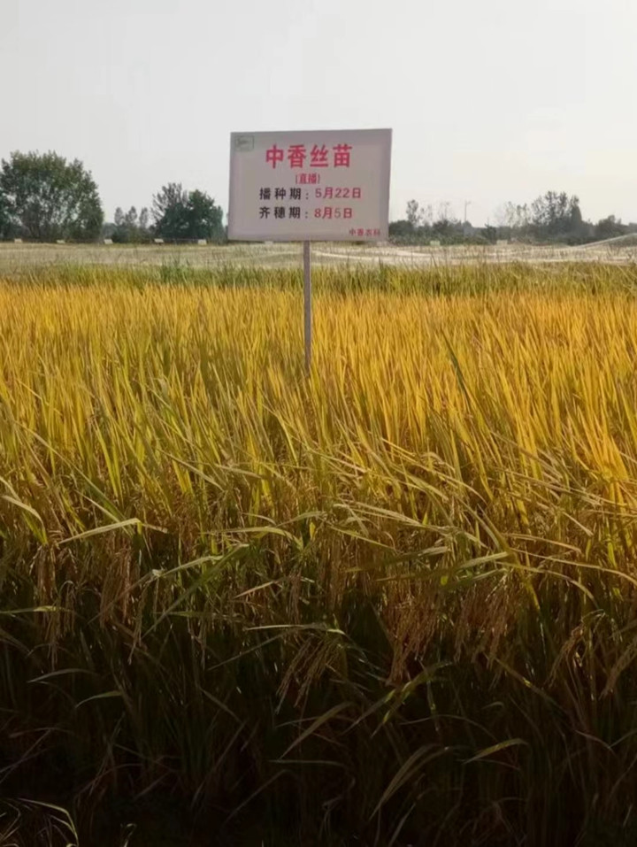 中香絲苗_副本.jpg
